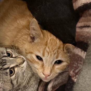 Jupiter -  Domestic Short Hair Cat for Adoption in Mentor, Ohio - Jupiter | PetCurious