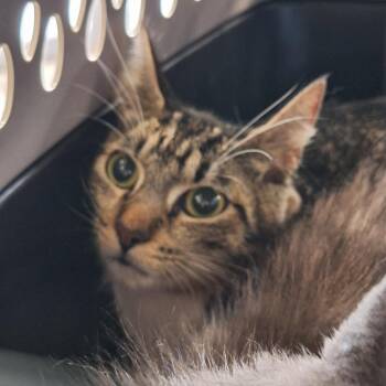 Domestic Short Hair and Bengal Cats Available for Adoption in Montgomery, Alabama - Cardamom | PetCurious