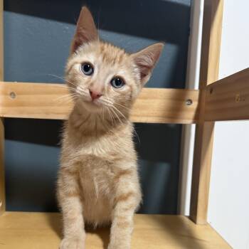 Domestic Short Hair Cats Available for Adoption in Bentonville, Arkansas - Mustang | PetCurious