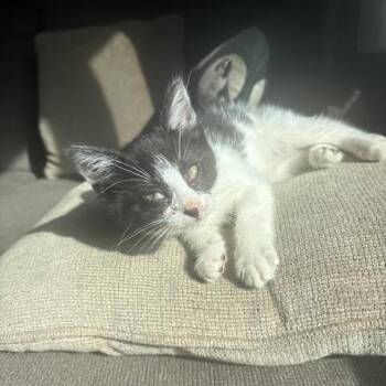 Linus C11579 -  Domestic Short Hair Cat for Adoption - Linus C11579 | PetCurious