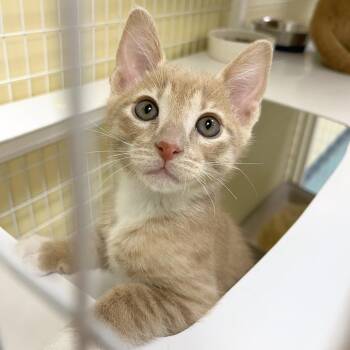 Domestic Short Hair Cats Available for Adoption in Woodinville, Washington - Chamomile | PetCurious