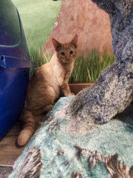 Rescue Domestic Short Hair Cats for Adoption in Winnipeg, Manitoba - Jingle Jeff | PetCurious