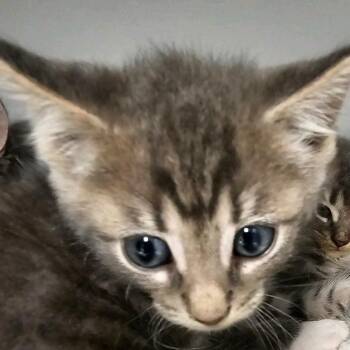 Lucky Charms -  Domestic Short Hair Cat for Adoption in Columbus, North Carolina - Lucky Charms | PetCurious