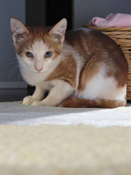 Rescue Domestic Short Hair Cats for Adoption - Opie | PetCurious