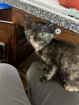 Pixie Biscuit -  Domestic Short Hair Cat for Adoption in Millcreek, Utah - Pixie Biscuit | PetCurious
