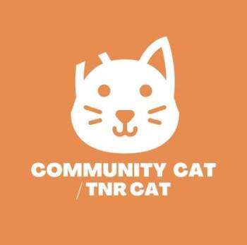 Domestic Short Hair Cats Available for Adoption - 60580002 | PetCurious