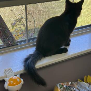 Rescue Domestic Long Hair Cats for Adoption in Woodstock, Virginia - Jar (aka Fluffybutt) | PetCurious