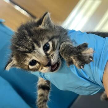 Lilly -  Domestic Short Hair Cat for Adoption in West Palm Beach, Florida - Lilly | PetCurious
