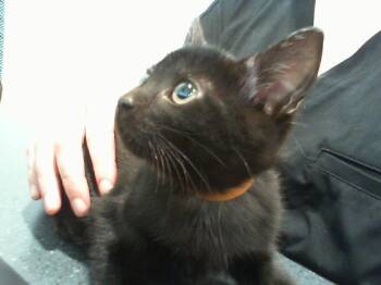 A1270799 -  Domestic Short Hair Cat for Adoption in Charlotte, North Carolina - A1270799 | PetCurious