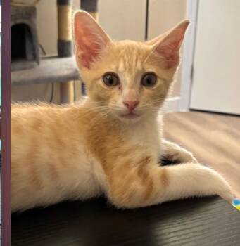 Ginger Man -  Domestic Short Hair Cat for Adoption in Parker, Colorado - Ginger Man | PetCurious