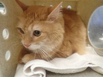 Rescue Domestic Medium Hair Cats for Adoption in St. Cloud, Florida - FIN | PetCurious