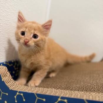 Donut -  Domestic Medium Hair Cat for Adoption in Medford Lakes, New Jersey - Donut | PetCurious