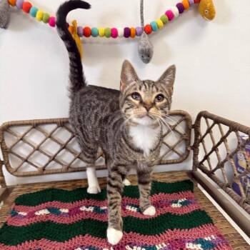 Nessie -  Domestic Short Hair Cat for Adoption in Houston, Texas - Nessie | PetCurious