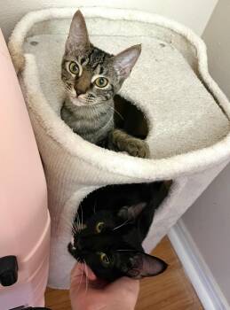 Rescue Domestic Short Hair Cats for Adoption in Jacksonville, Florida - Bex & Bellamy | PetCurious