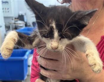 HANS -  Domestic Short Hair Cat for Adoption in Dallas, Texas - HANS | PetCurious