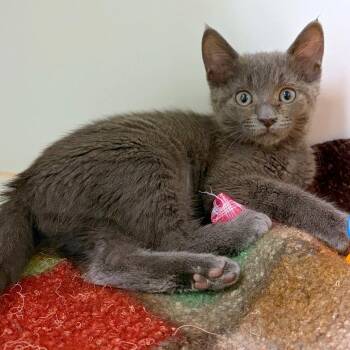 Gizmo -  Domestic Short Hair Cat for Adoption in Woodinville, Washington - Gizmo | PetCurious