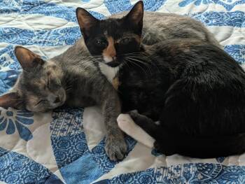 Cinnamon and Molasses -  Domestic Short Hair Cat for Adoption in Greece, New York - Cinnamon And Molasses | PetCurious