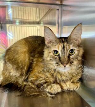 Ruffles -  Domestic Short Hair Cat for Adoption in Moundsville, West Virginia - Ruffles | PetCurious