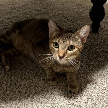 Rescue Domestic Short Hair Cats for Adoption in Brownsboro, Alabama - Reese | PetCurious