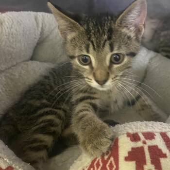 Abilene -  Domestic Short Hair Cat for Adoption in Dayton, Ohio - Abilene | PetCurious