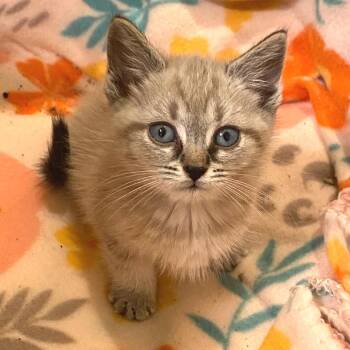 Ethel -  Siamese Cat for Adoption in Chattanooga, Tennessee - Ethel | PetCurious