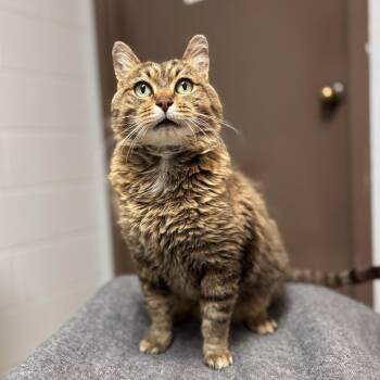Lucas -  Domestic Medium Hair Cat for Adoption in Fargo, North Dakota - Lucas | PetCurious