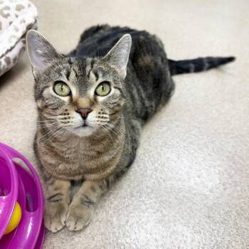 Allie - super affectionate super silly lap cat -  Tabby Cat Available for Adoption in Oshkosh, Wisconsin - Allie - Super Affectionate Super Silly Lap Cat | PetCurious
