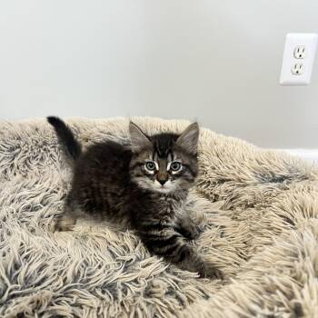 Domestic Long Hair Cats Available for Adoption in Hughesville, Maryland - Brad Kitt | PetCurious