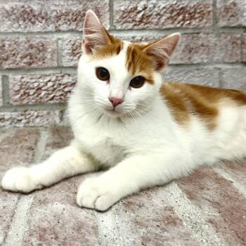 Tink -  Domestic Short Hair Cat for Adoption in Cincinnati, Ohio - Tink | PetCurious