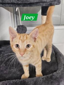 Joey -  Domestic Short Hair Cat for Adoption in Manchester, Tennessee - Joey | PetCurious