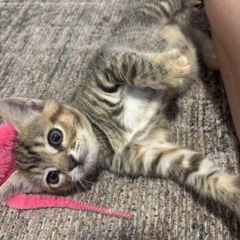Dr. Pepper -  Domestic Short Hair Cat for Adoption in San Diego, California - Dr. Pepper | PetCurious