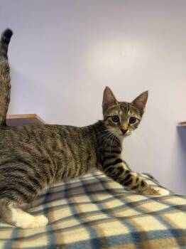 Polywag -  Domestic Short Hair Cat for Adoption in Freeport, New York - Polywag | PetCurious