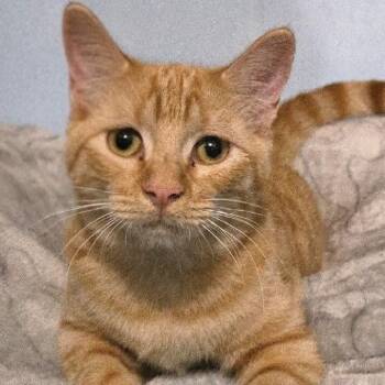 Purrcee -  Domestic Short Hair Cat for Adoption in Concord, New Hampshire - Purrcee | PetCurious