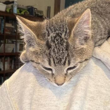 Domestic Short Hair Cats Available for Adoption - Acorn | PetCurious