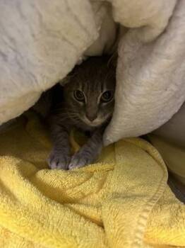 Robin -  Domestic Short Hair Cat for Adoption in Fort Worth, Texas - Robin | PetCurious