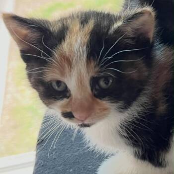 Patchett -  Domestic Short Hair Cat Available for Adoption in Port Washington, Wisconsin - Patchett | PetCurious