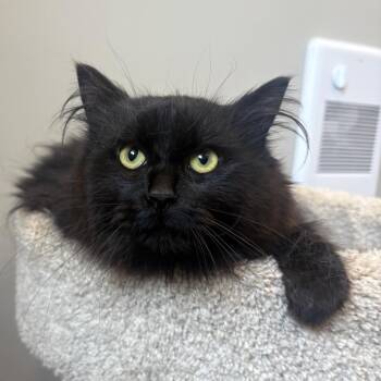 Domestic Medium Hair Cats Available for Adoption in Puslinch, Ontario - Libra | PetCurious