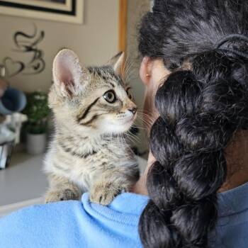 Aphrodite -  Domestic Short Hair Cat for Adoption in Alma, Wisconsin - Aphrodite | PetCurious