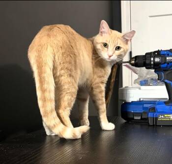 Chester -  Domestic Short Hair Cat for Adoption in Kannapolis, North Carolina - Chester | PetCurious