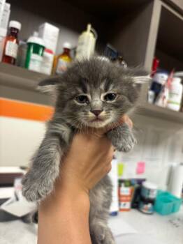Tabitha -  Domestic Long Hair Cat for Adoption in Greenfield, Indiana - Tabitha | PetCurious