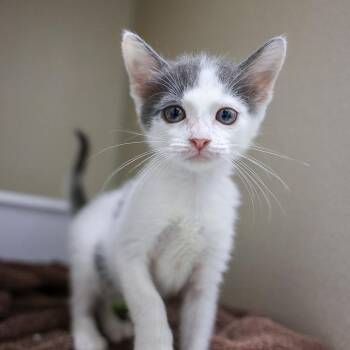 Zina -  Domestic Short Hair Cat for Adoption in Bradenton, Florida - Zina | PetCurious