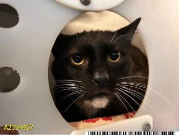 CHANCE -  Domestic Short Hair Cat for Adoption in West Palm Beach, Florida - CHANCE | PetCurious