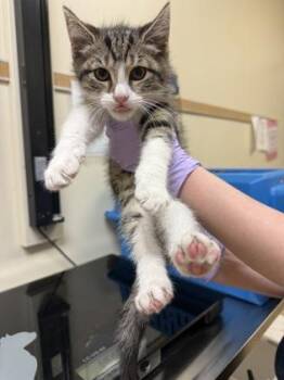 Birkenstock -  Domestic Short Hair Cat for Adoption in West Chester, Pennsylvania - Birkenstock | PetCurious