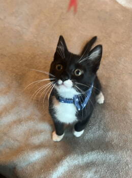 Rescue Domestic Short Hair Cats for Adoption in Buford, Georgia - Monkie | PetCurious