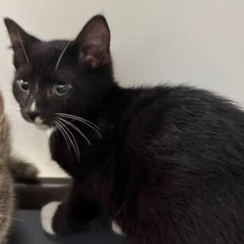 Clubs -  American Shorthair Cat for Adoption in Melrose, Florida - Clubs | PetCurious