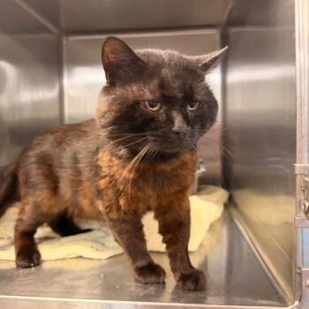 Big Easy -  Domestic Short Hair Cat for Adoption in Indianapolis, Indiana - Big Easy | PetCurious