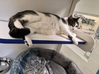 Gizmo -  Domestic Short Hair Cat for Adoption in Vero Beach, Florida - Gizmo | PetCurious