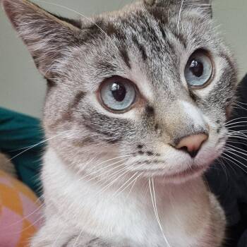 Tsong -  Siamese and Mixed Breed Cat for Adoption in Goleta, California - Tsong | PetCurious