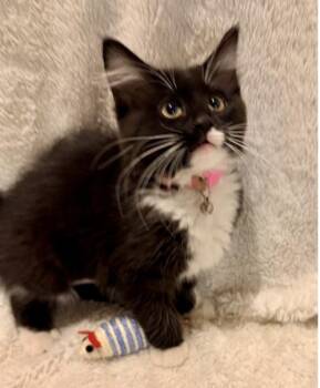 Domestic Short Hair Cats Available for Adoption in Broomfield, Colorado - ROO | PetCurious