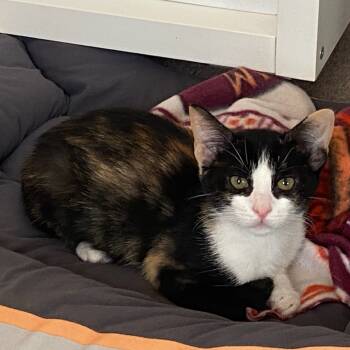 Rescue Domestic Short Hair Cats for Adoption in Riverside, California - Sunshine | PetCurious